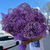 Букет_15 фиолетовых гипсофил Букет_15 фиолетовых гипсофил